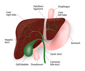 Gallbladder function and diseases 
